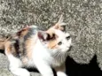 Lila