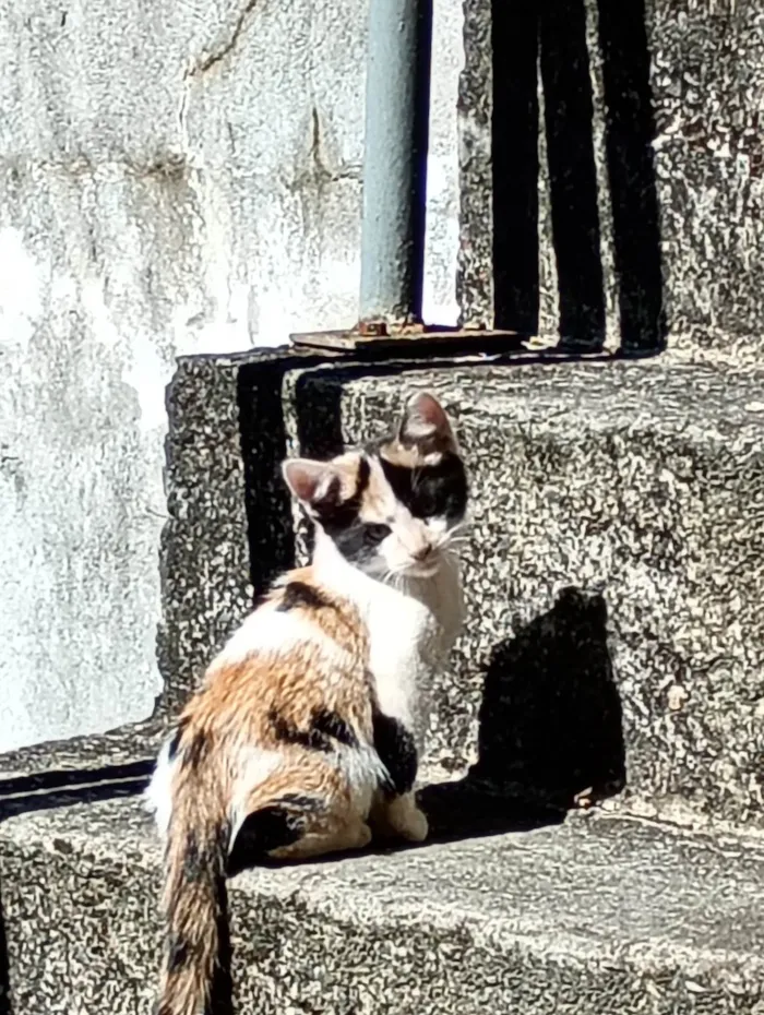 Gato ra a SRD-ViraLata idade 2 a 6 meses nome Lili
