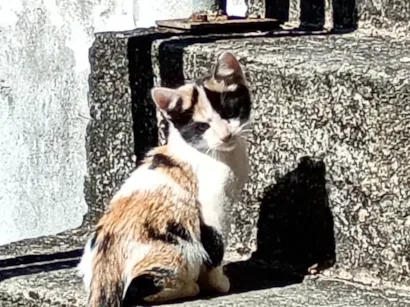 Gato raça SRD-ViraLata idade 2 a 6 meses nome Lili