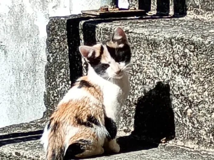 Gato ra a SRD-ViraLata idade 2 a 6 meses nome Lili