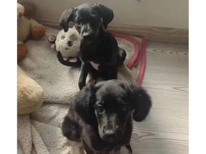 Cachorro raça SRD-ViraLata idade 2 a 6 meses nome Britiney e nala