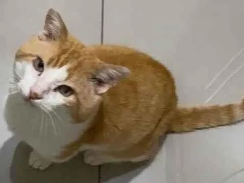Gato ra a SRD-ViraLata idade 4 anos nome Leporino
