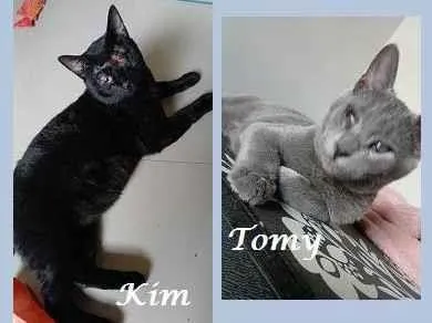 Gato raça SRD-ViraLata idade 1 ano nome KIM, TOMY, RAFINHA