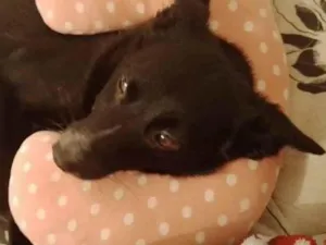 Cachorro raça SRD-ViraLata idade 2 a 6 meses nome Adoção Urgente