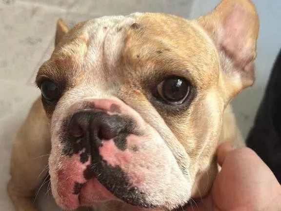 Cachorro ra a SRD-ViraLata idade 2 a 6 meses nome Porte P/M Urgente