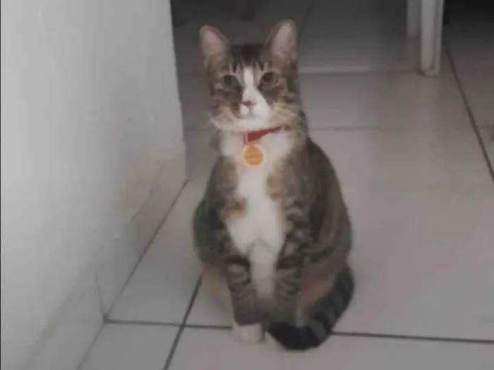Gato ra a SRD-ViraLata idade 2 a 6 meses nome Fêmea Urgente