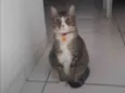 Fêmea Urgente