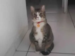 Gato raça SRD-ViraLata idade 2 a 6 meses nome Fêmea Urgente