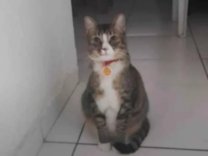Gato ra a SRD-ViraLata idade 2 a 6 meses nome Fêmea Urgente