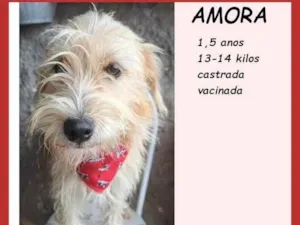 Cachorro raça SRD-ViraLata idade 1 ano nome Amora