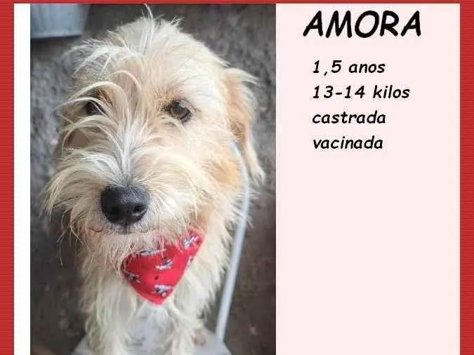 Cachorro ra a SRD-ViraLata idade 1 ano nome Amora