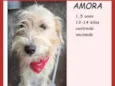 Amora