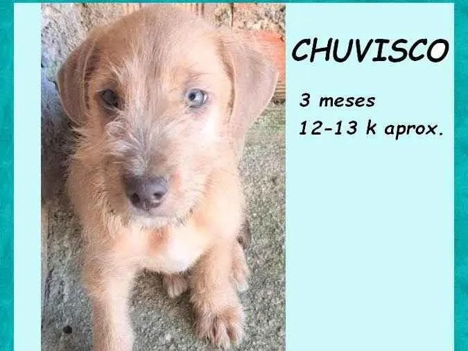 Cachorro ra a SRD-ViraLata idade 2 a 6 meses nome Chuvisco