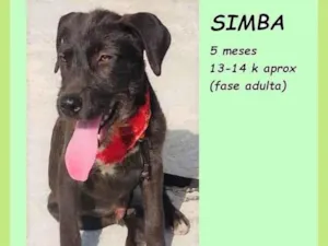 Cachorro raça SRD-ViraLata idade 2 a 6 meses nome Simba