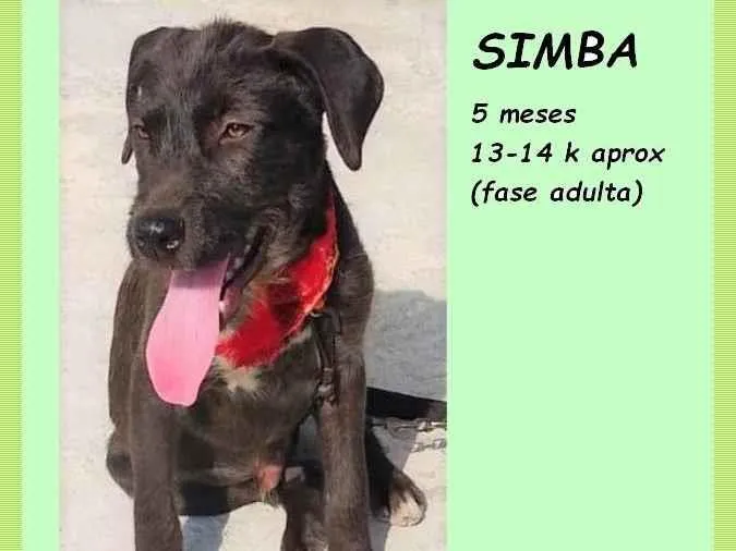 Cachorro ra a SRD-ViraLata idade 2 a 6 meses nome Simba