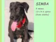 Simba