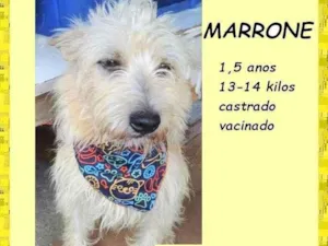 Cachorro raça SRD-ViraLata idade 1 ano nome Marrone