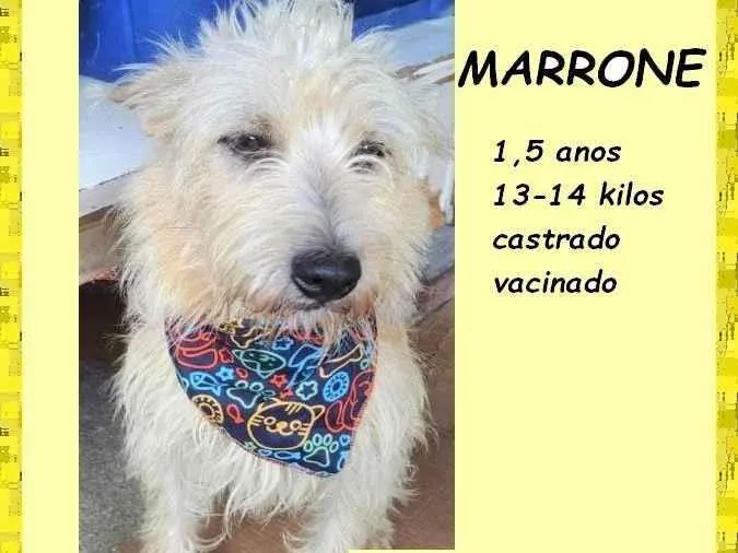 Cachorro ra a SRD-ViraLata idade 1 ano nome Marrone
