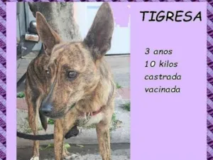 Cachorro raça SRD-ViraLata idade 3 anos nome Tigresa