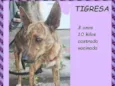 Tigresa