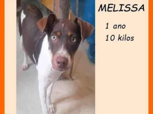 Cachorro raça SRD-ViraLata idade 1 ano nome Melissa