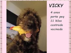 Cachorro raça SRD-ViraLata idade 4 anos nome Vicky