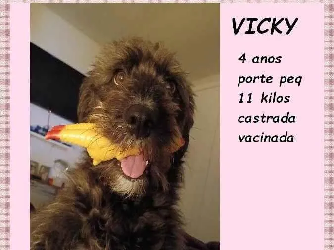 Cachorro ra a SRD-ViraLata idade 4 anos nome Vicky