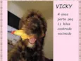 Vicky