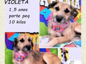 Cachorro raça SRD-ViraLata idade 1 ano nome Violeta