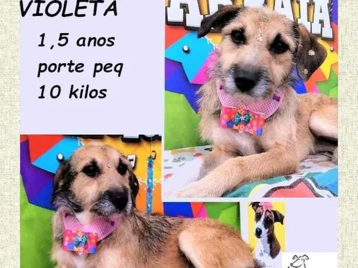 Cachorro ra a SRD-ViraLata idade 1 ano nome Violeta