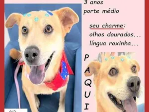 Cachorro raça SRD-ViraLata idade 3 anos nome Paquita