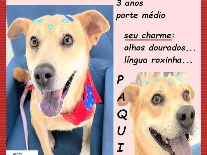 Cachorro ra a SRD-ViraLata idade 3 anos nome Paquita