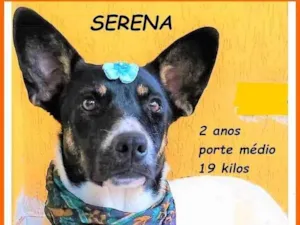 Cachorro raça SRD-ViraLata idade 2 anos nome Serena