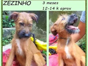Cachorro raça SRD-ViraLata idade 2 a 6 meses nome Zezinho