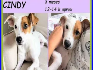 Cachorro raça SRD-ViraLata idade 2 a 6 meses nome Cindy