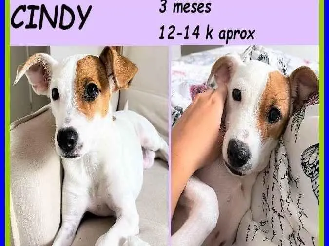 Cachorro ra a SRD-ViraLata idade 2 a 6 meses nome Cindy