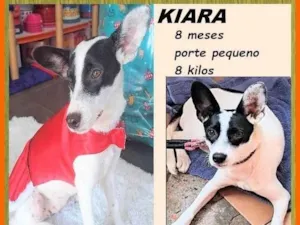 Cachorro raça SRD-ViraLata idade 7 a 11 meses nome Kiara