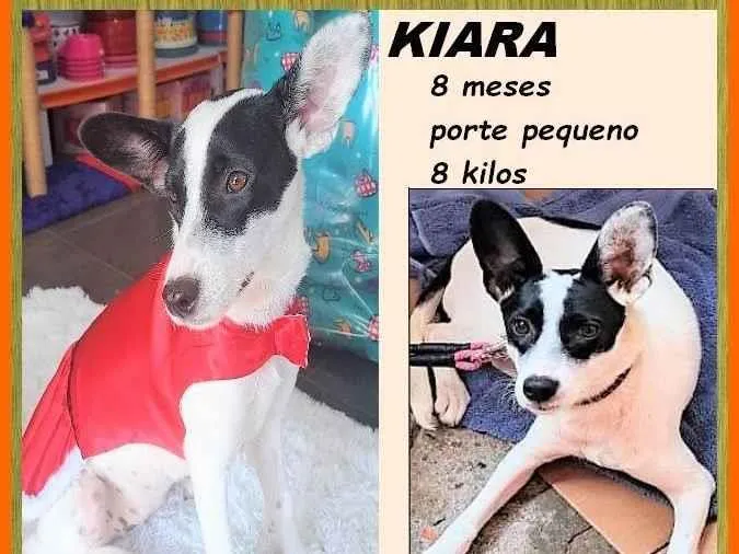Cachorro ra a SRD-ViraLata idade 7 a 11 meses nome Kiara