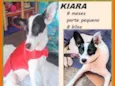 Kiara
