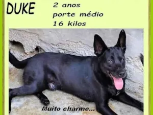 Cachorro raça SRD-ViraLata idade 2 anos nome Duke