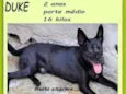 Duke