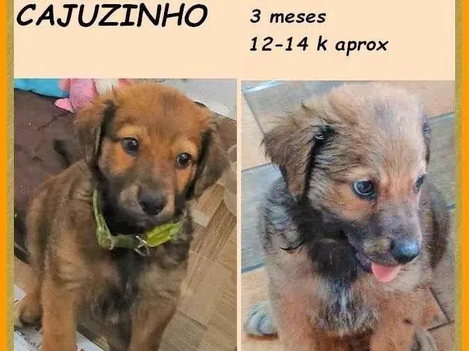 Cachorro ra a SRD-ViraLata idade 2 a 6 meses nome Cajuzinho
