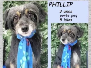 Cachorro raça SRD-ViraLata idade 3 anos nome Philip