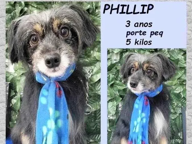 Cachorro ra a SRD-ViraLata idade 3 anos nome Philip