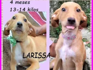 Cachorro raça SRD-ViraLata idade 2 a 6 meses nome Larissa
