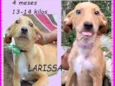 Larissa