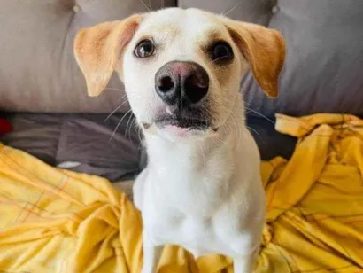 Cachorro raça SRD-ViraLata idade 2 a 6 meses nome Adoção Urgente
