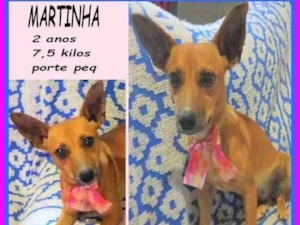 Cachorro raça SRD-ViraLata idade 2 anos nome Martinha