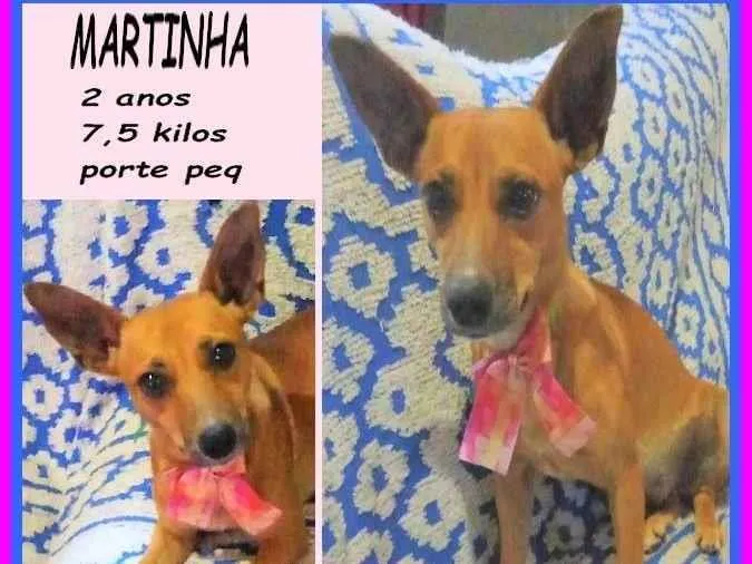 Cachorro ra a SRD-ViraLata idade 2 anos nome Martinha