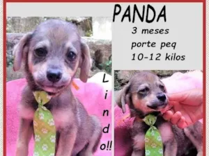 Cachorro raça SRD-ViraLata idade 2 a 6 meses nome Panda